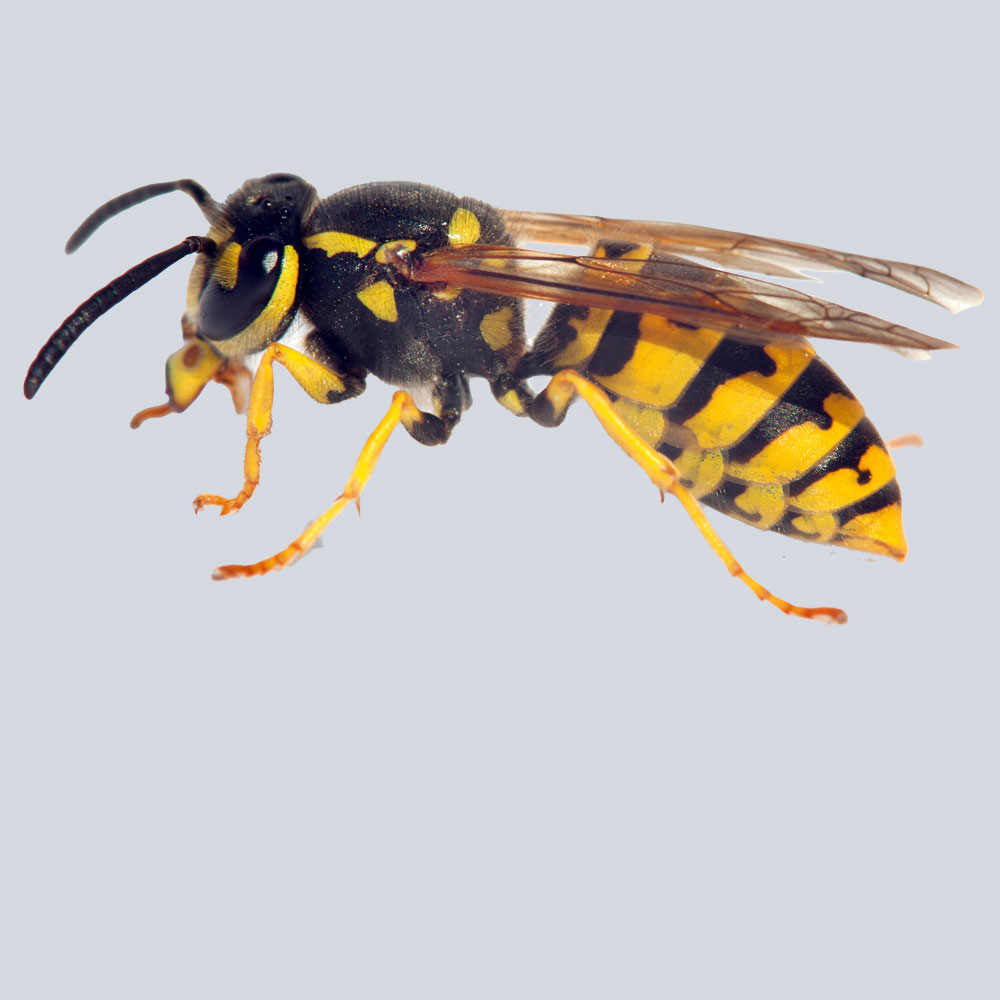 Wasp & Bee pest control