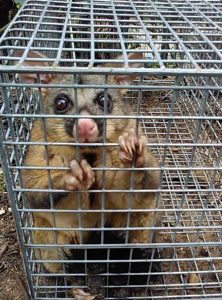 Possum Caught in North Shore Sydney NSW