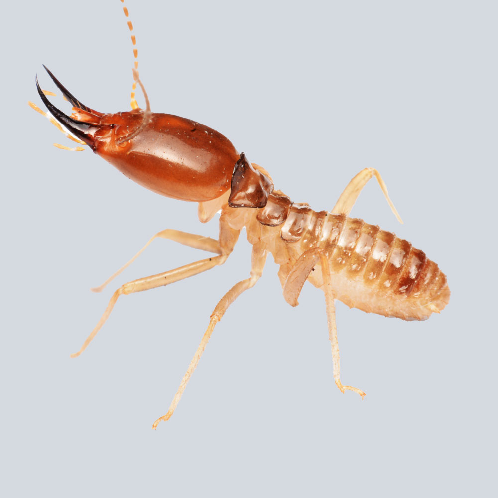 Termites pest control