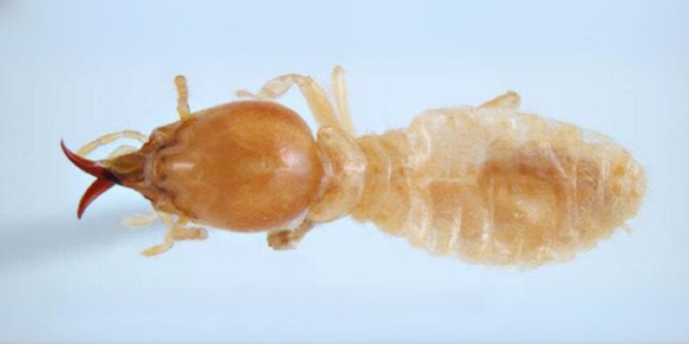 Coptotermes acinaciformis, subterranean termite