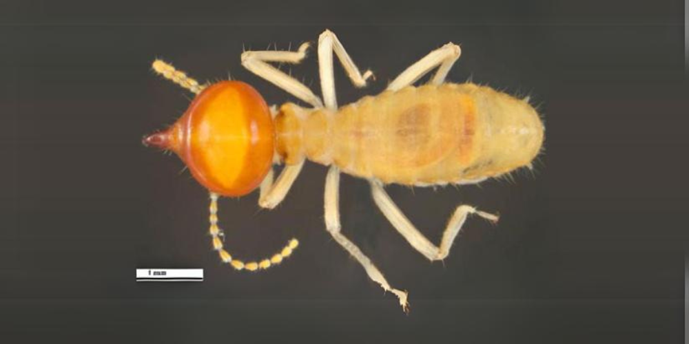 Nasutitermes walkeri