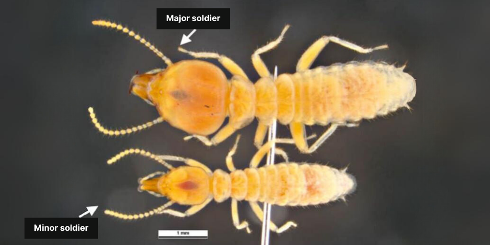 Schedorhinotermes intermedius