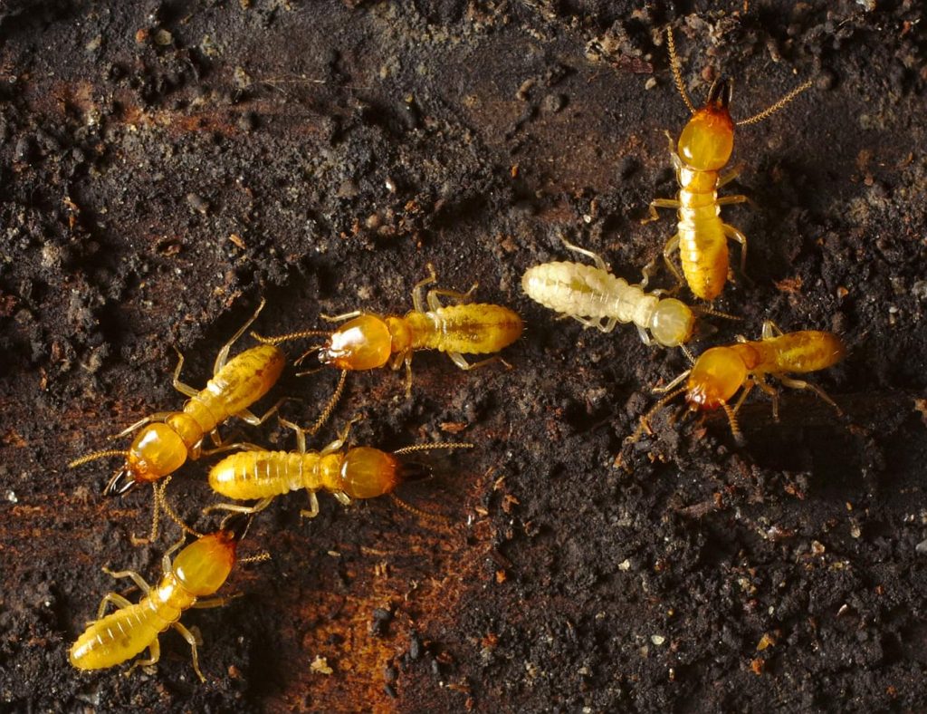 termite control on the Sunshine Coast