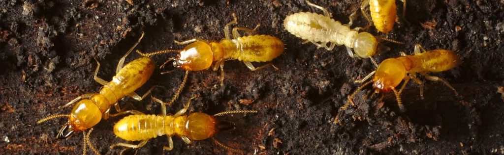 Protecting your home – the ultimate guide to effective termite control on the Sunshine Coast