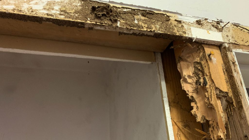 Extensive termite damage