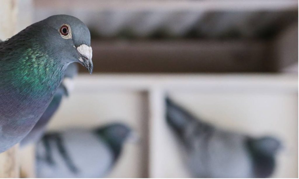 What are the methods for pigeon control?