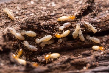 Do termites spread quickly?