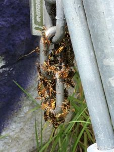 Wasp Activity in Alexandria NSW