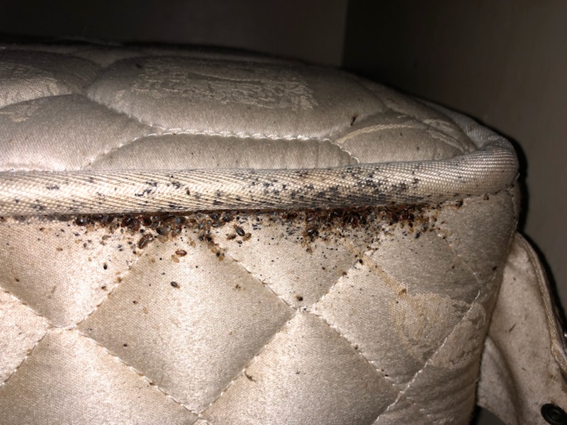 Bed Bug infestation Sydney