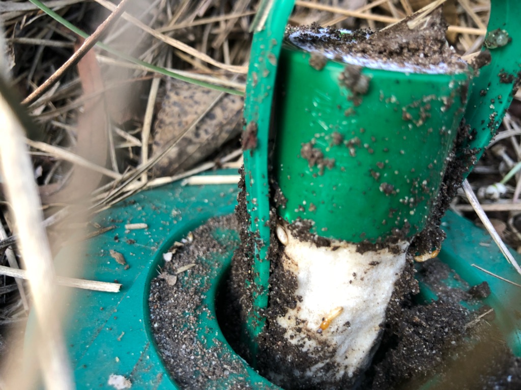 Detecting Termites Before they Attack with an In-Ground Baiting System