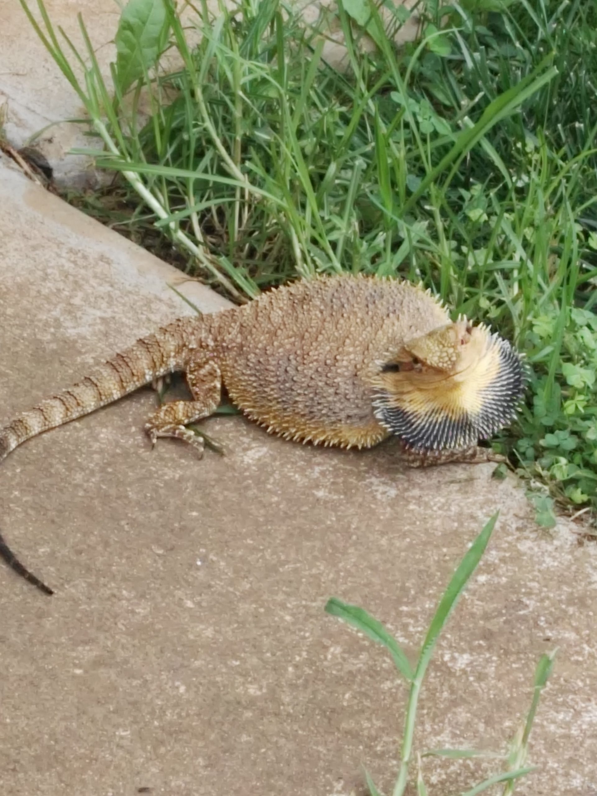 Bearded dragon spotted in ACT