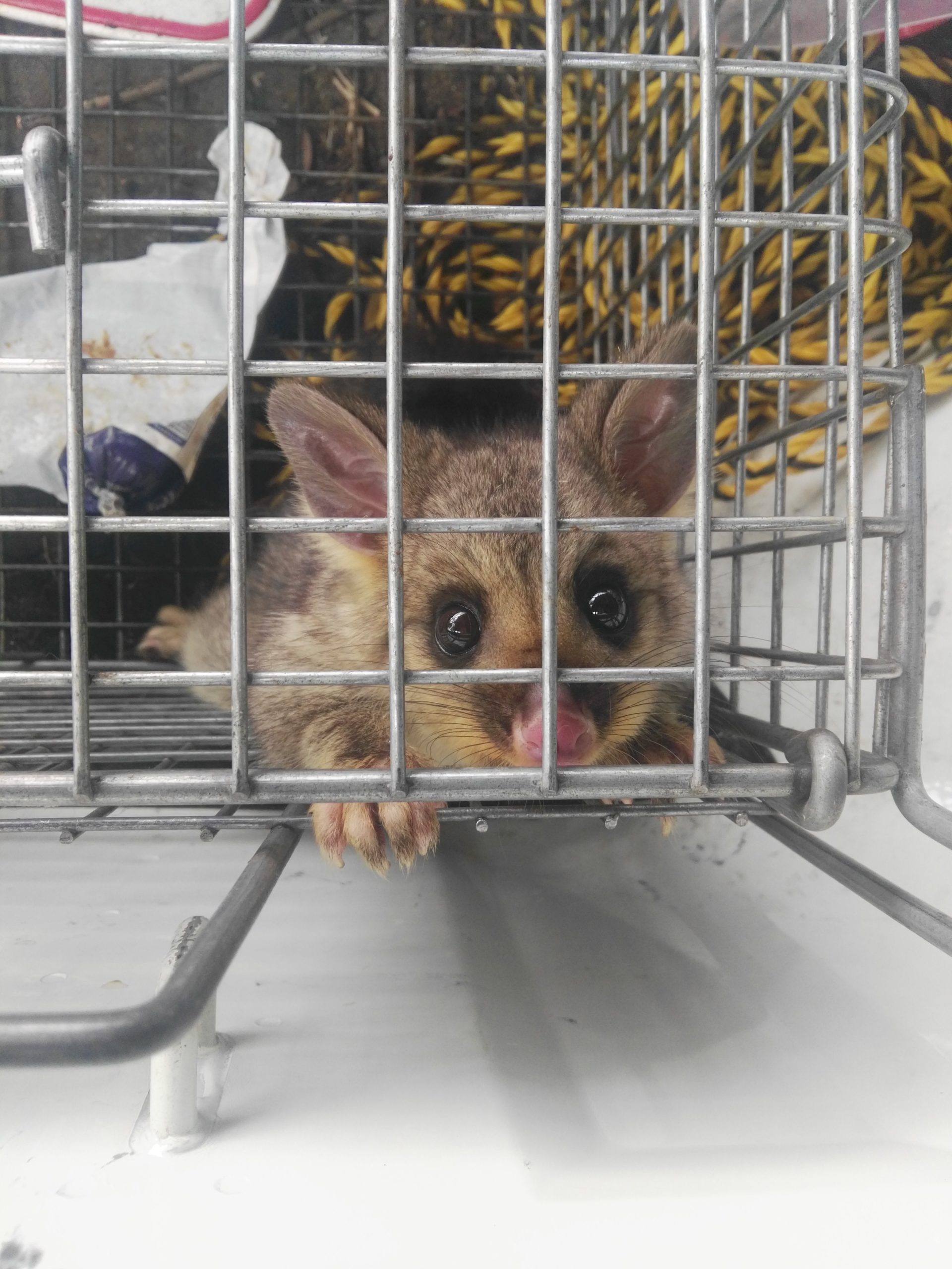 Possum Caught in Turner