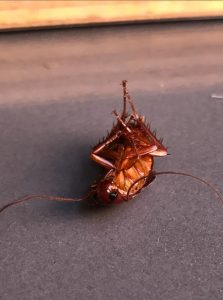 Treatment of a cockroach problem in Kirribilli