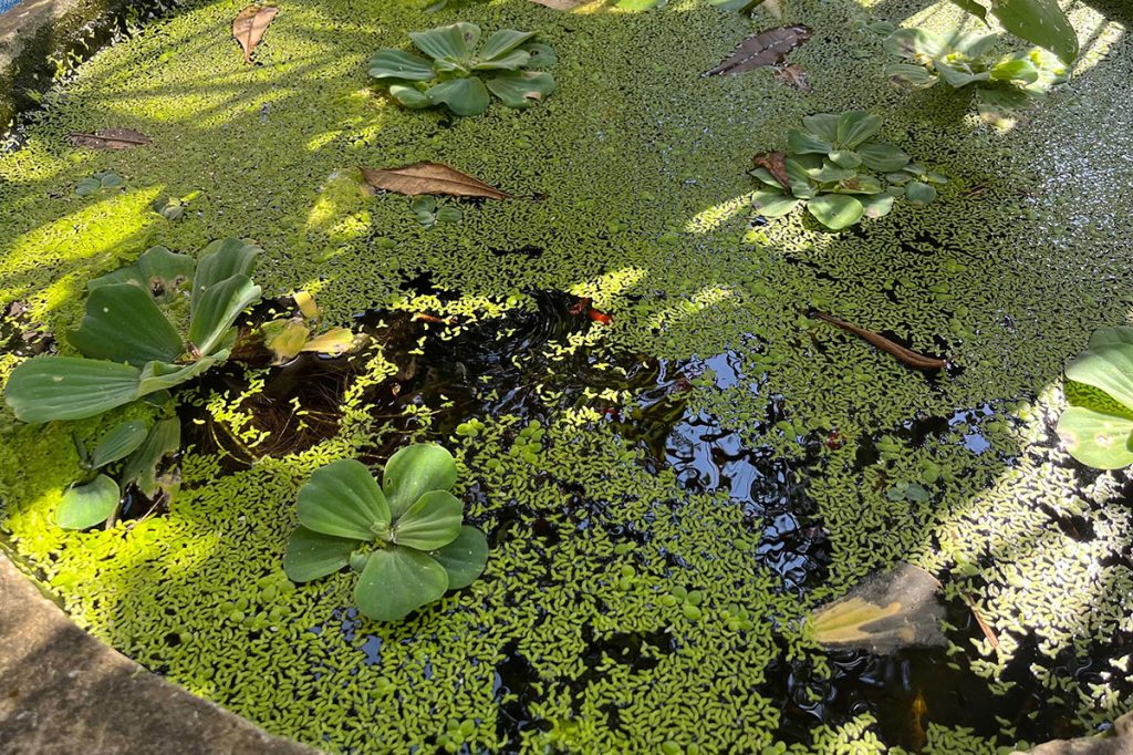 Mosquitos in pools and ponds

