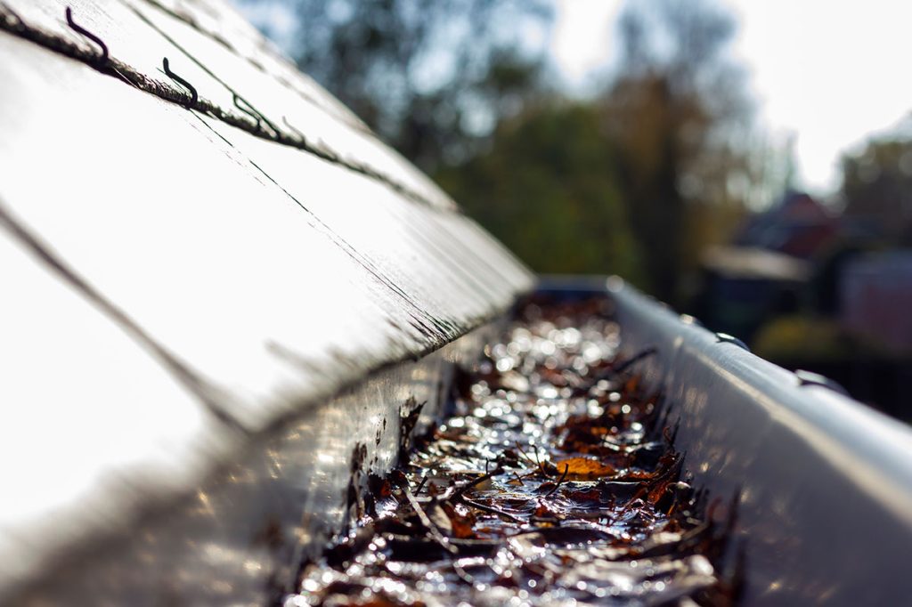 Mosquitos in poorly draining gutters