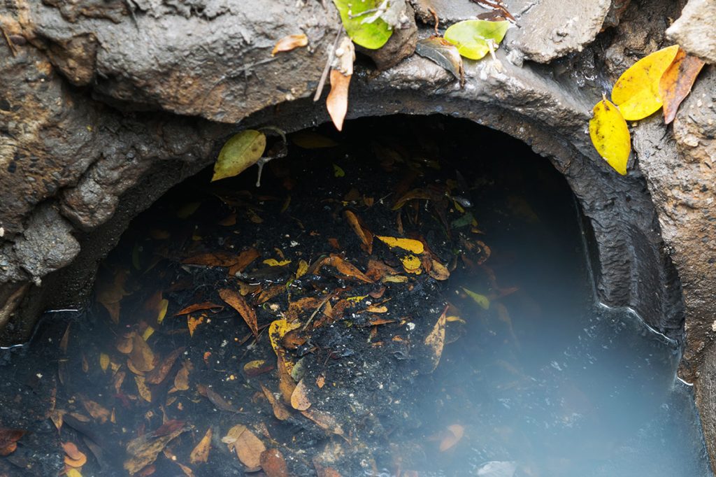 Mosquitos in blocked drains with leaves

