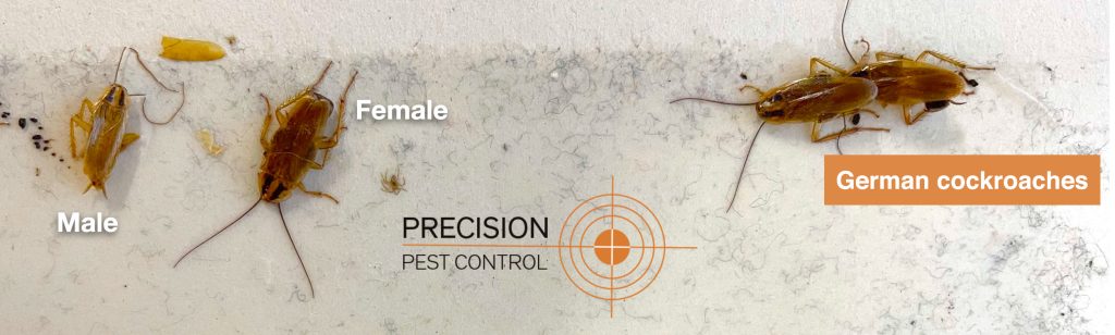 Cockroach infestation in your workplace