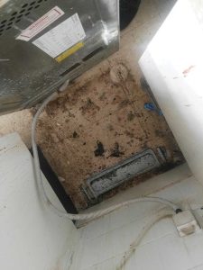 Eliminating cockroaches in a domestic kitchen Gosford NSW