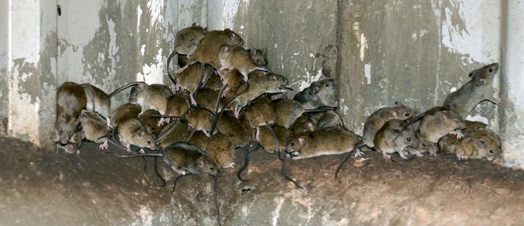 Are rats and mice the same?