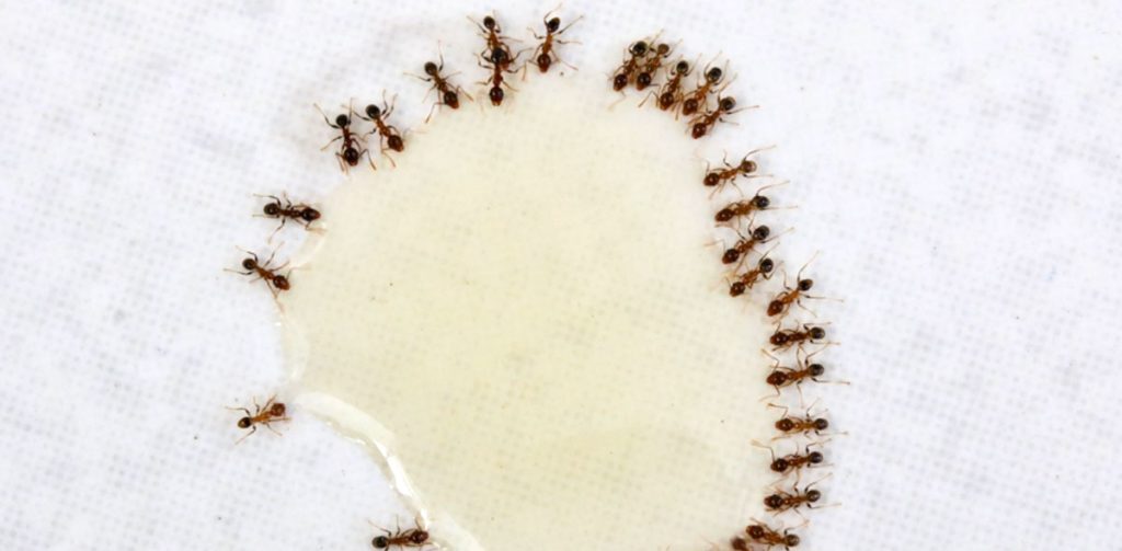 form pathways to the food source allowing hundreds of other ants