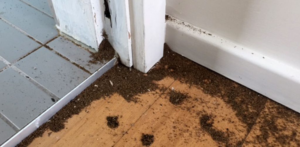 Can I control my ant problem without professional help?