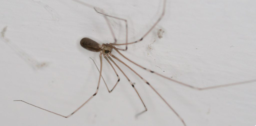 Daddy long legs spider