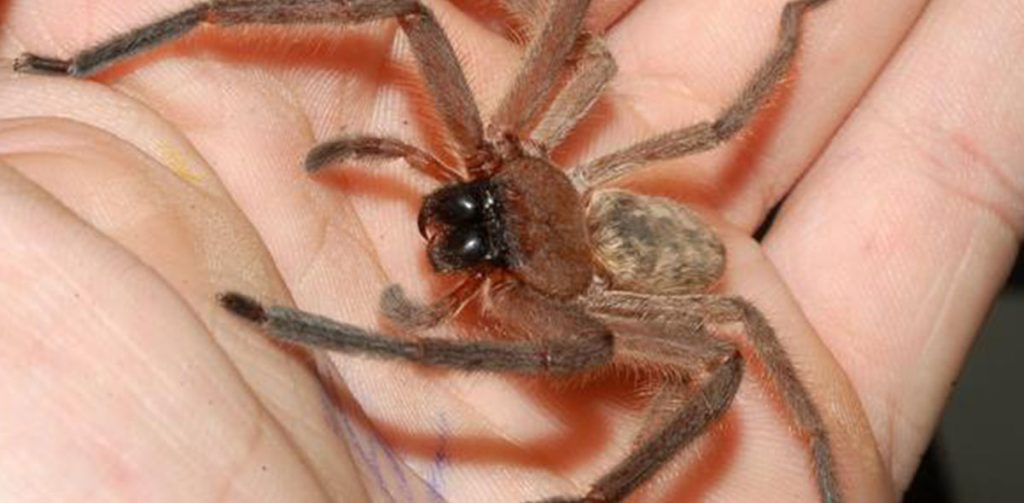 Huntsman spider