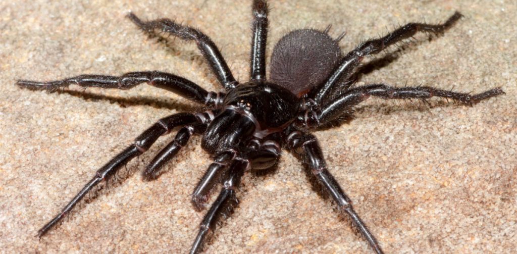 Sydney funnel-web spider