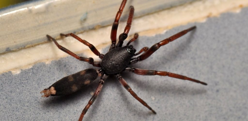 White-tailed spider