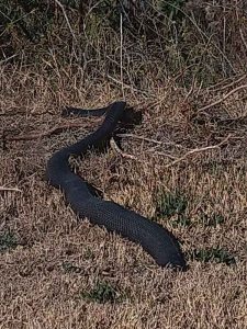 Red-Bellied Black Snake Central Coast NSW