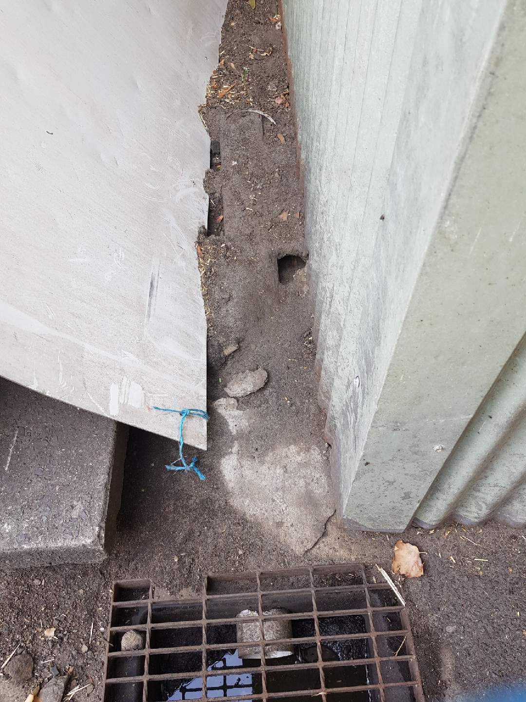 Rodent Activity Caringbah