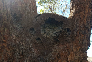 Active Termites In Bateau Bay