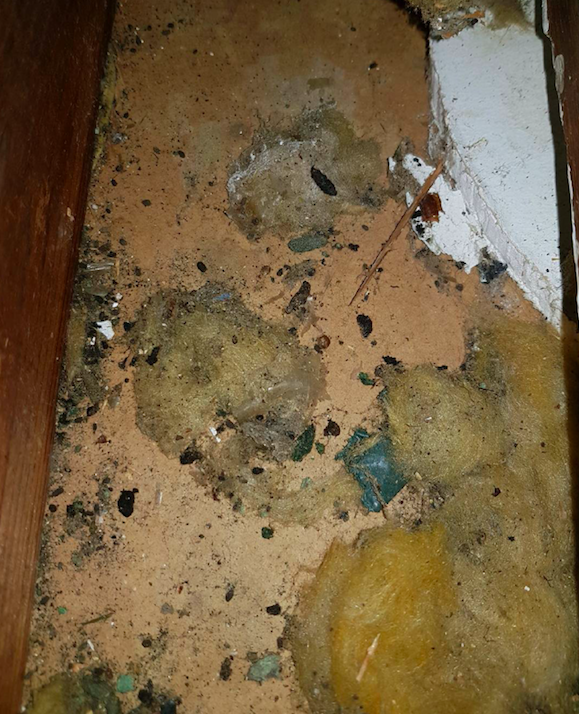 Rodent activity in Kincumber