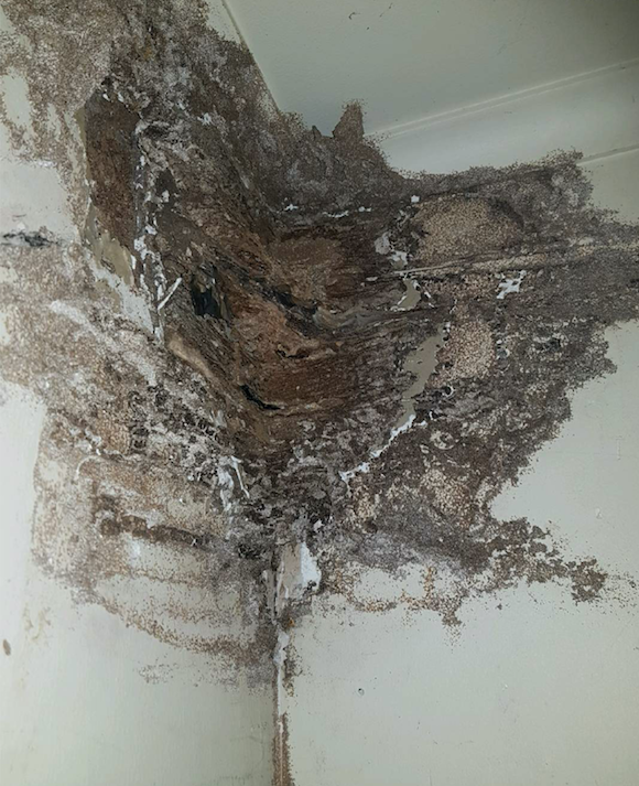 House Riddled with Termite Damage