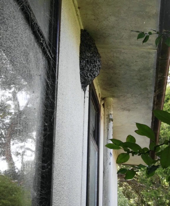 Mud Wasp Nest Canberra