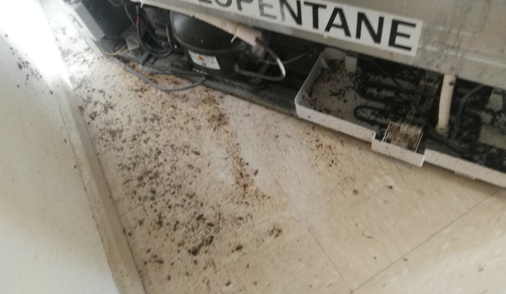 German Cockroach Infestation Western Sydney