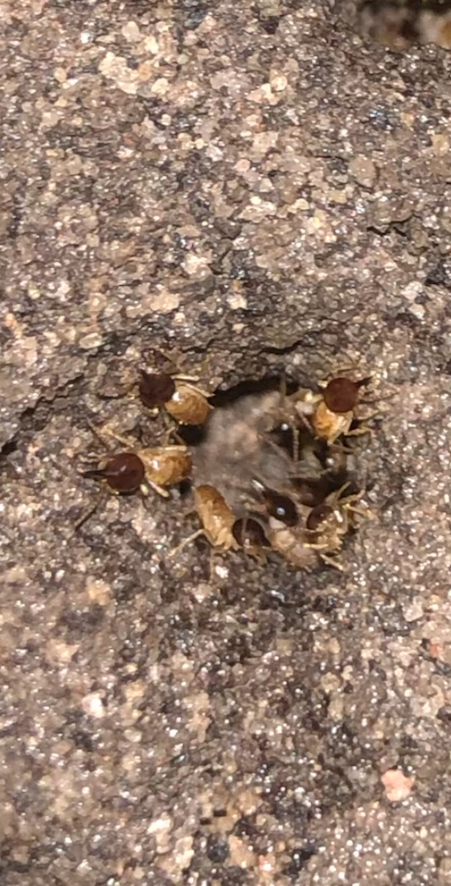 Termite Nest located in the Eastern Suburb Sydney