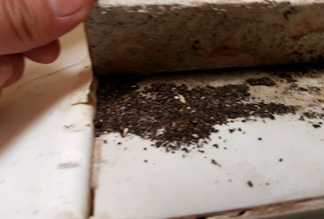 Ant Infestation Underneath Kitchen Tiles