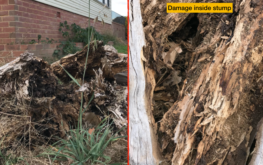 Termite Infestation Located in Penrith