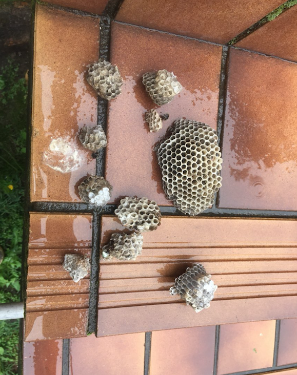 Wasp nests St.George NSW