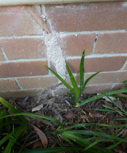 Active termites bridging the termite barrier