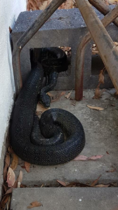 Reptile Found In Kariong