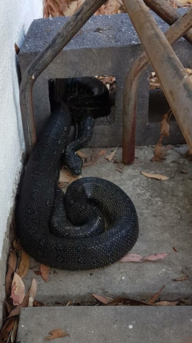 Reptile Found In Kariong