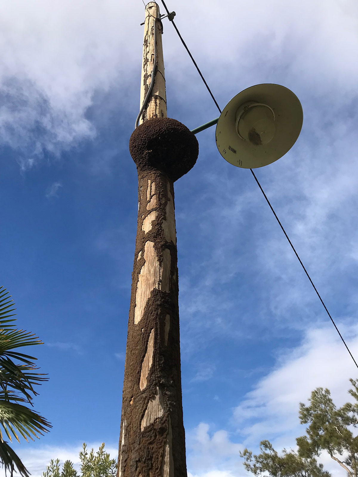 Termite Nest lamp Mosman