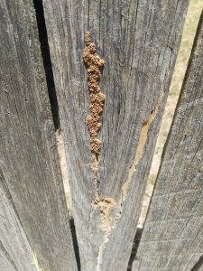 Termite presence in Karabar