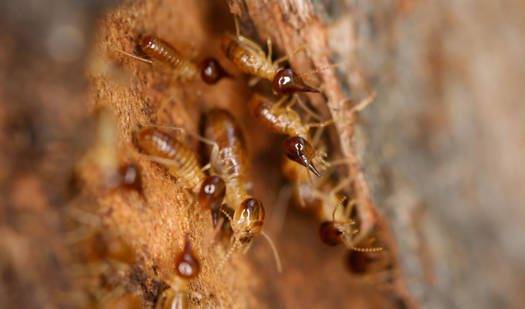 Termites in sydney back yard