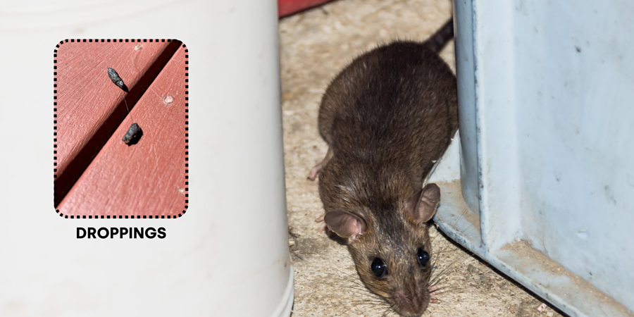 Stay safe and rodent-free this winter!