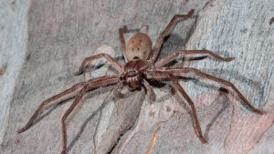 Hunstman Spider - How do I spider-proof my home?