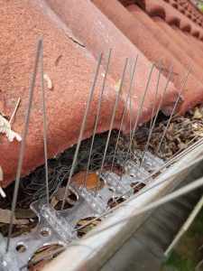 Bird spike installation