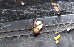 Redback spider in Sydney